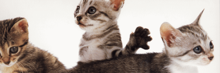 title003_1.gif