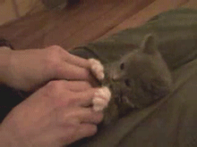 4034970a304e251ffe939d48a786c9177f3e531d.gif