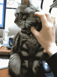 62037b5ajw1e30ug6udvyg.gif