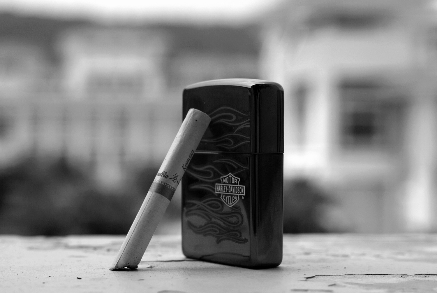 茶花.JPG