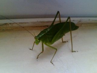 IMG0078A.jpg