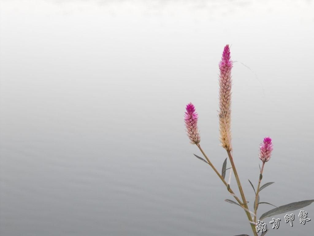 DSCF4890.jpg