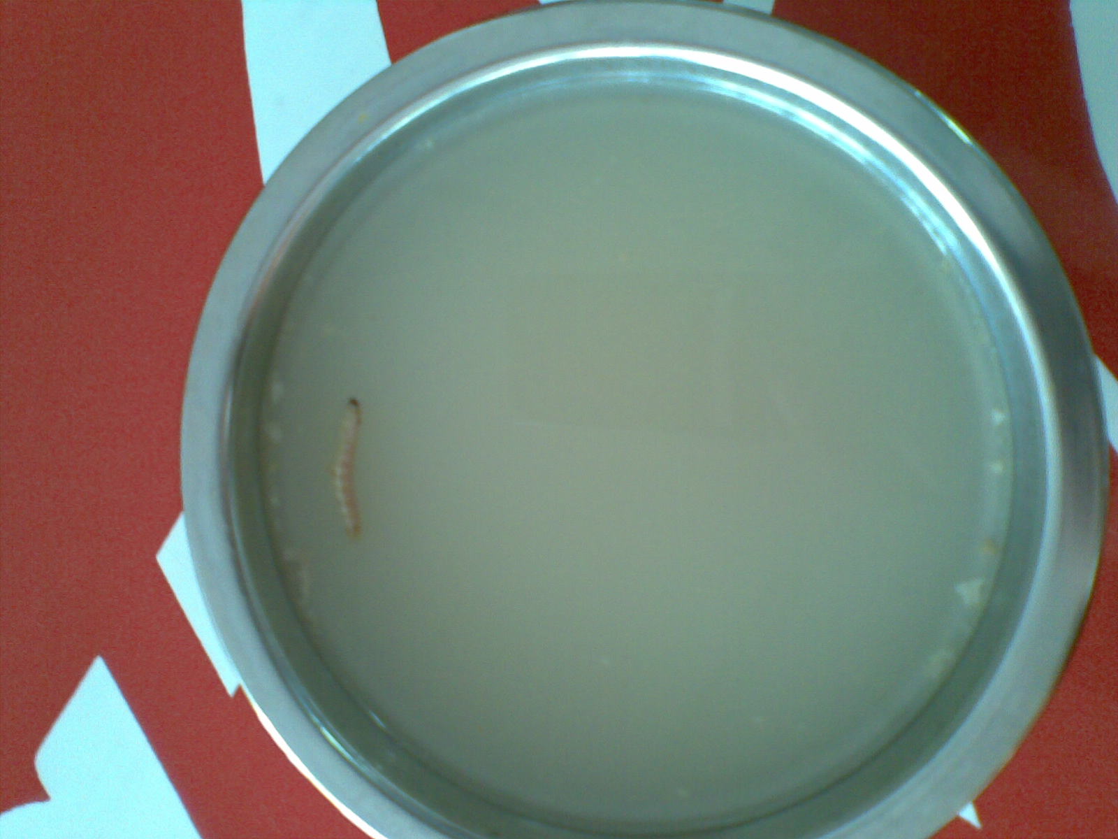 20090318086.jpg