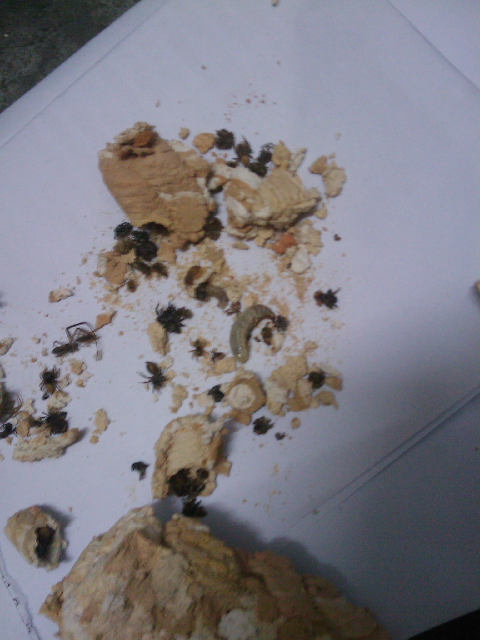 IMAG0035.jpg