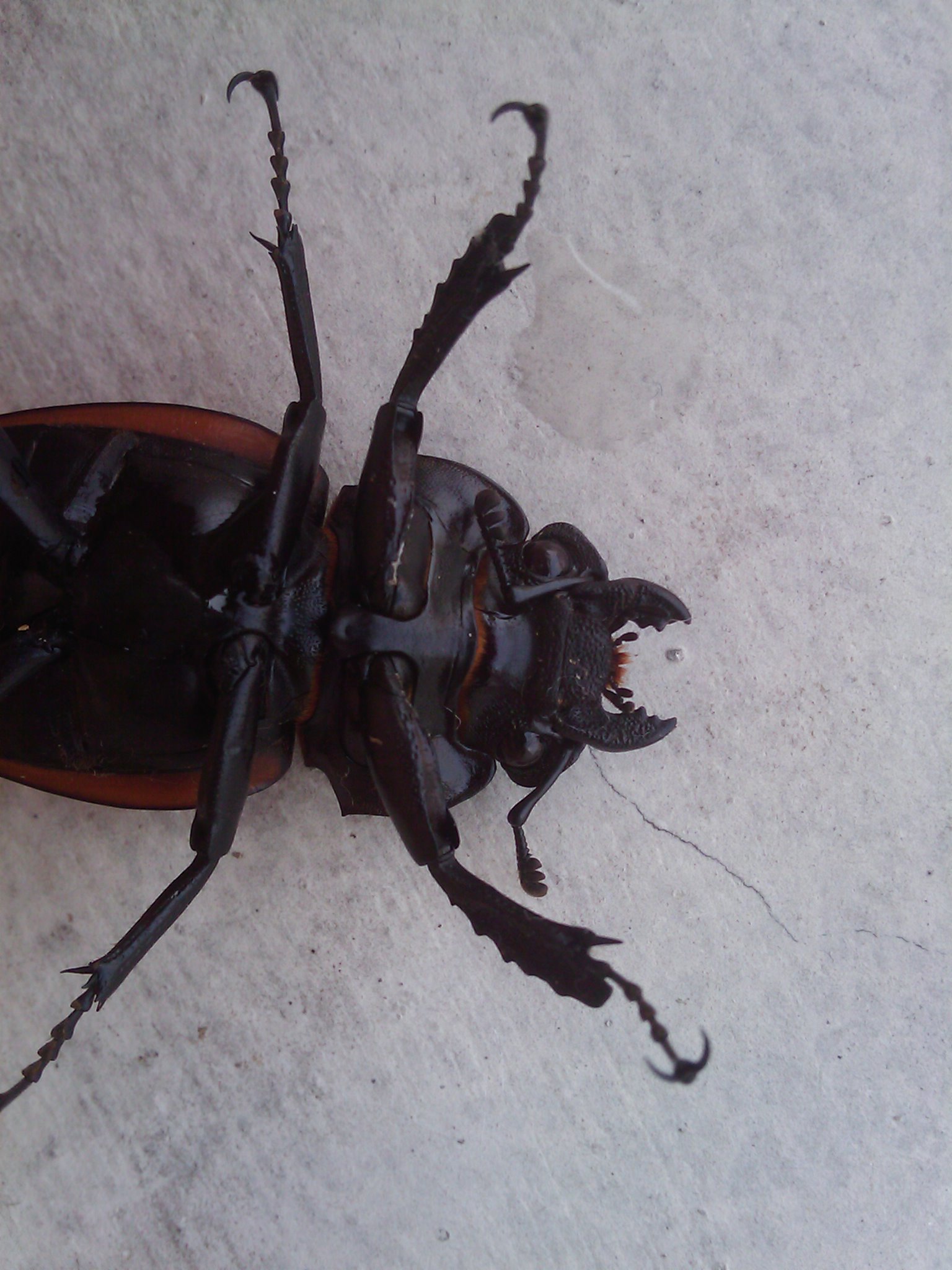 IMAG0145.jpg
