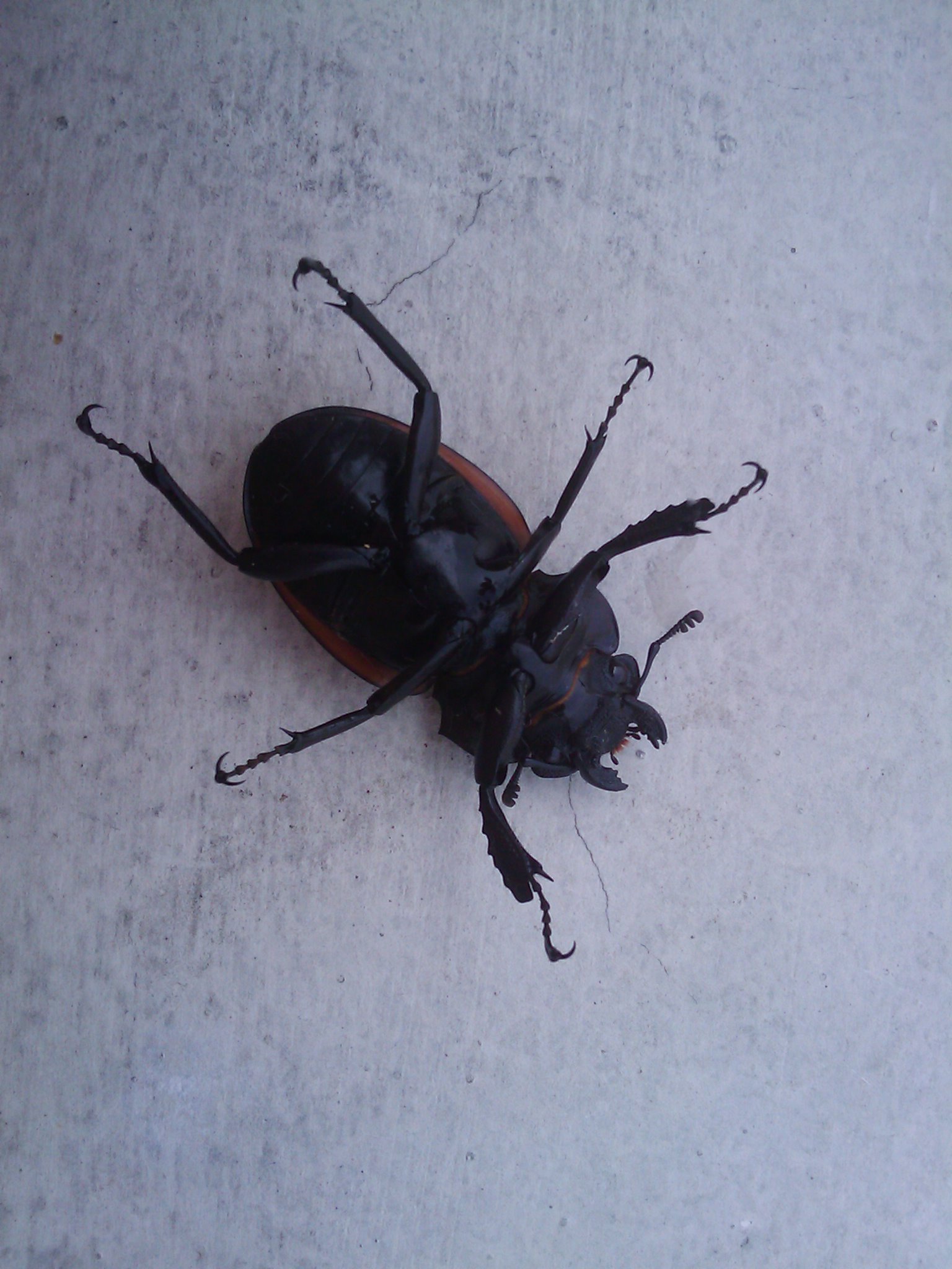 IMAG0144.jpg