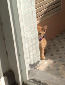 躲猫猫.jpg