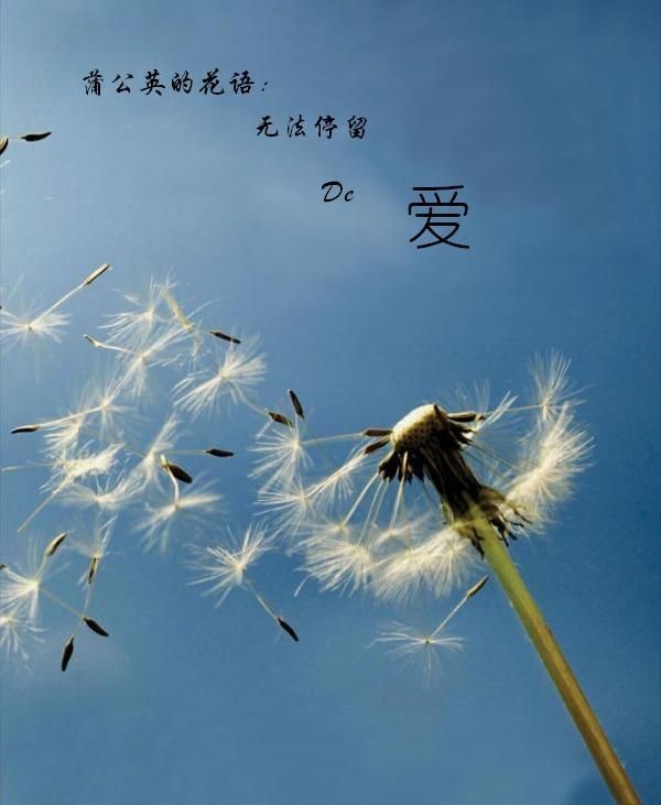 蒲公英.jpg