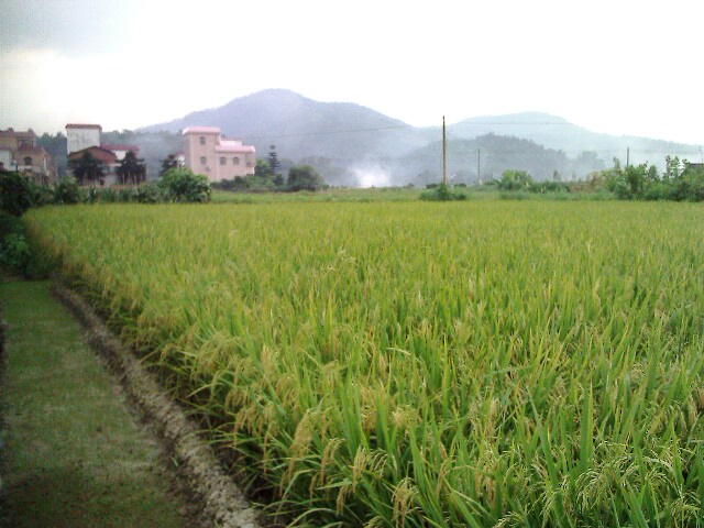 IMG1762A.jpg