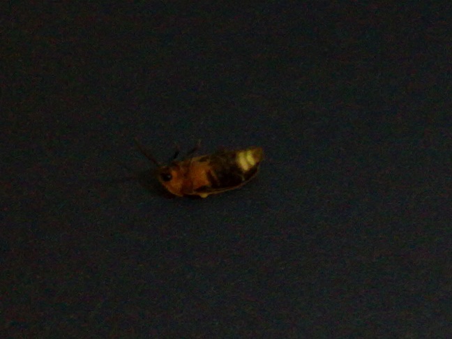 20100819004.jpg