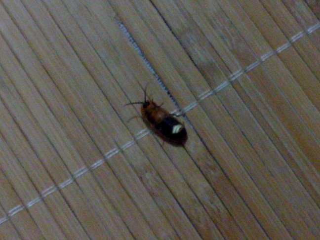 20100819002.jpg