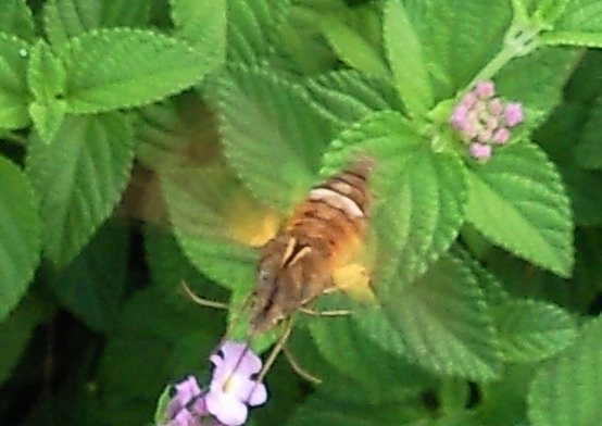 SNC00529.jpg